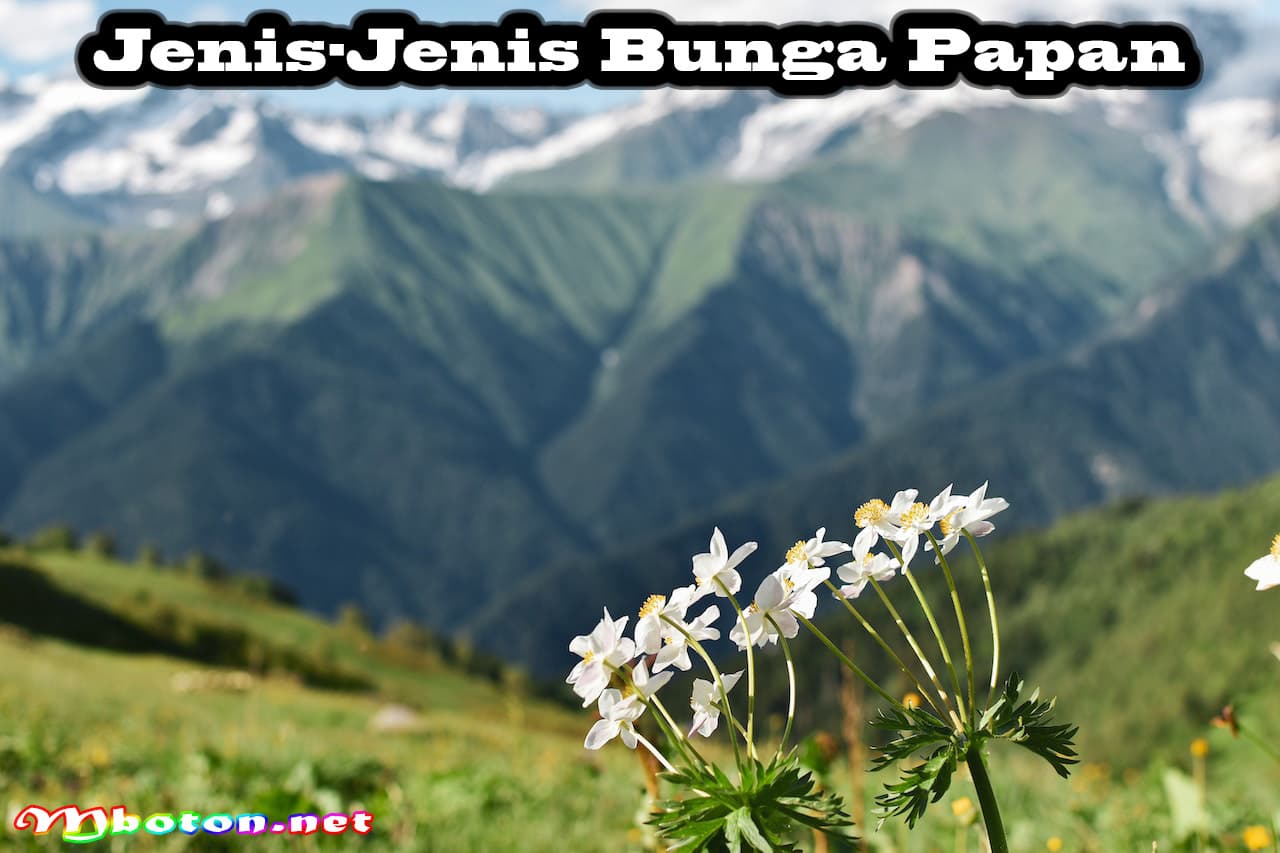 Cara Memilih Bunga Papan Pernikahan Yang Tepat Untuk Anda 1 Jenis-Jenis Bunga Papan