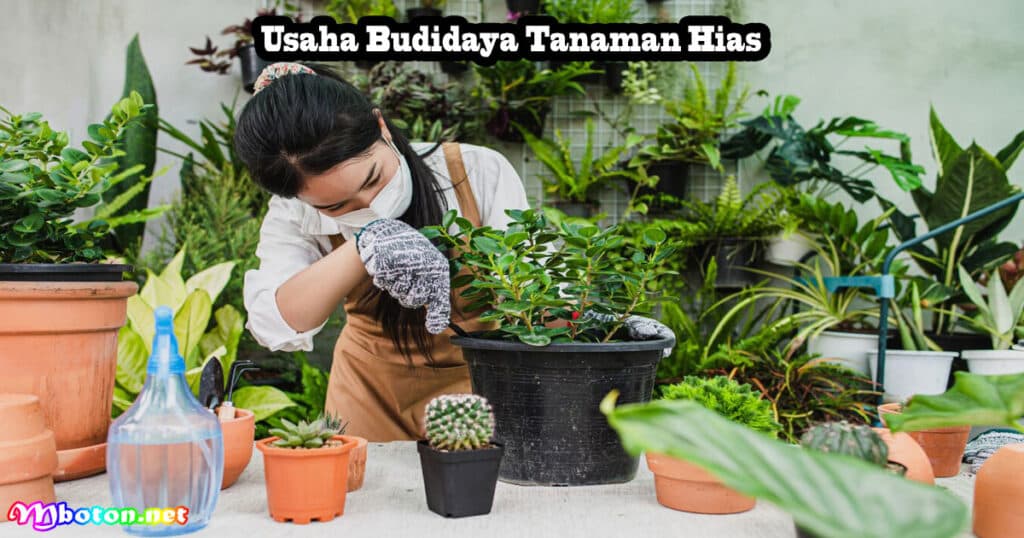 Usaha Budidaya Tanaman Hias