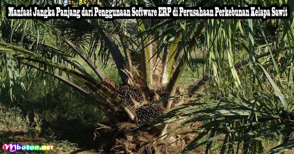 Perusahaan Perkebunan Kelapa Sawit Menerapkan Software ERP 3 Manfaat Jangka Panjang dari Penggunaan Software ERP di Perusahaan Perkebunan Kelapa Sawit
