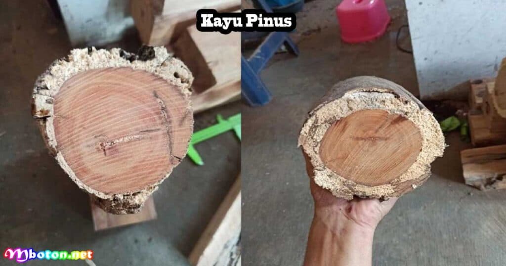 10 Jenis Kayu Terbaik Sering Digunakan Membuat Kursi 4 Kayu Cendana