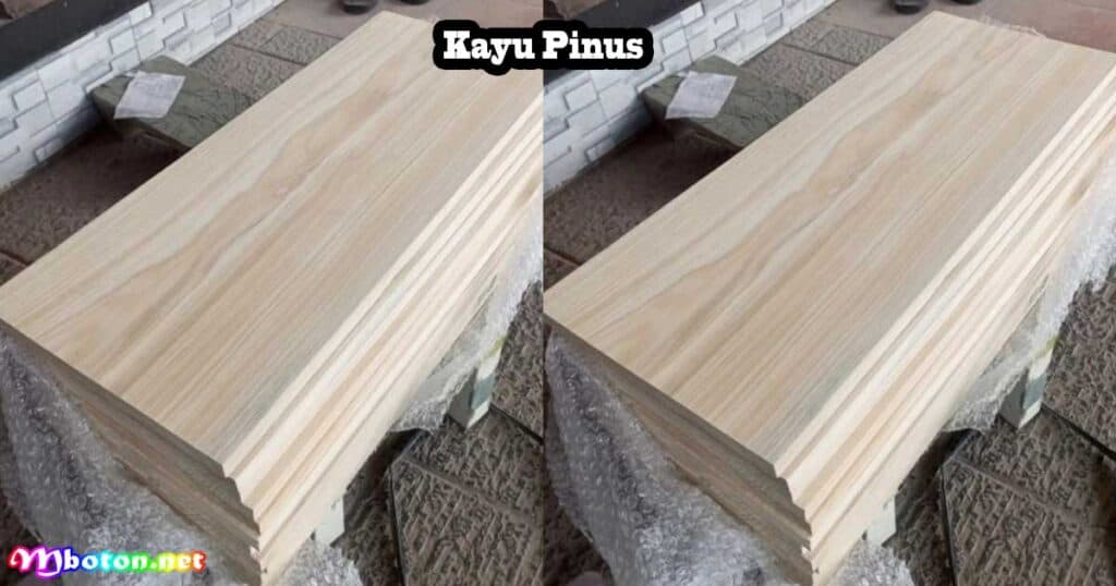 10 Jenis Kayu Terbaik Sering Digunakan Membuat Kursi 3 Kayu Pinus